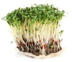 Fresh cress, tray