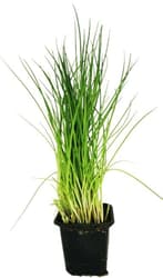 Chives in a pot