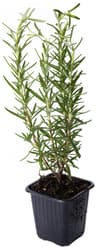 Rosemary in a pot