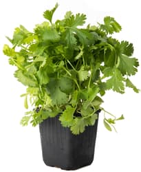 Coriander in a pot