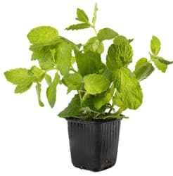 Mint in a pot
