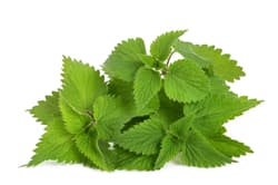 Nettle cutted fresh, pack