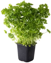 Parsley curls in a pot