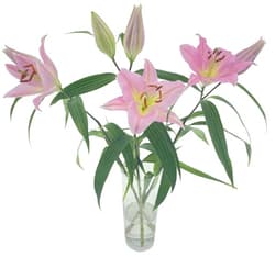 Royal lily 1pc - length 80cm