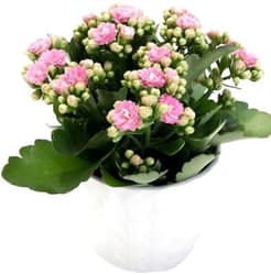 Kalanchoe mix of colors Ø of flowerpot 12 cm