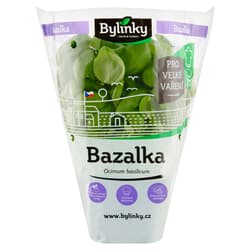 Basil in pot XXL (For large cooking)