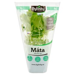 Mint in a pot XXL (For large cooking)