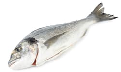 FJORU ASC Pražma královská kuchaná