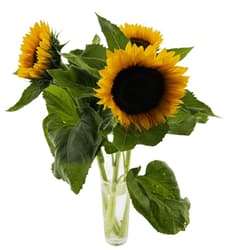 Sunflower tied 3 pcs