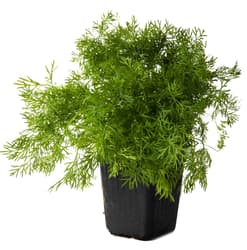 Dill in a pot