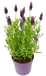 Lavender in flower pot Ø 12 - 13 cm