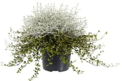 Calocephalus duo flower pot Ø 12 cm