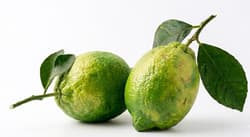 Citron Amalfi 1 ks