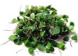 Sour sorrel - fresh, tray