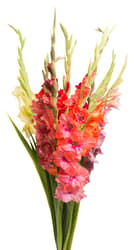 Swordfish - length 55 cm, 7 pcs