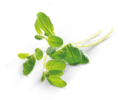 Marjoram cut, tray