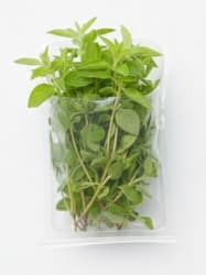 Oregano cut, tray