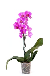 Flowers in a pot