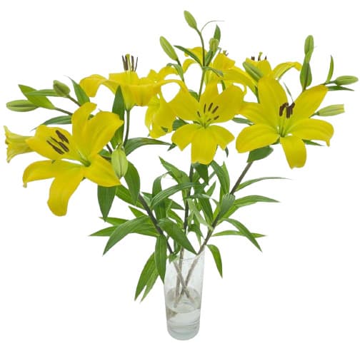 Royal lily 1pc - length 80cm