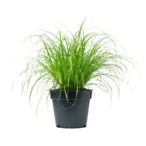 Cat grass Ø12cm