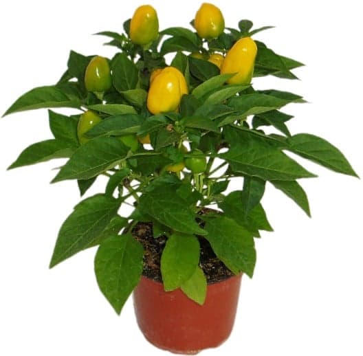 Chili peppers mix colors, medium hot