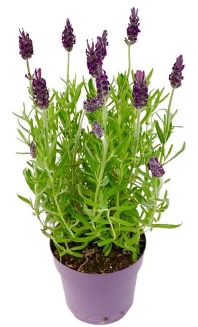 Lavender in flower pot Ø 12 - 13 cm
