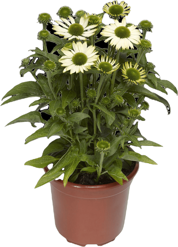Coneflower (Echinacea) Ø 17 cm