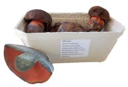Boletus blacksmith - fresh punnet