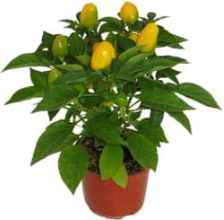 Chili peppers mix colors, medium hot