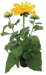 Rudbékie Ø květináče 17 cm