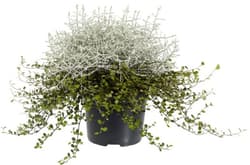 Drátovec s mulenbekií / lysimachií Ø květináče 12 cm