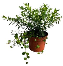 Cuphea + Muehlenbeckia DUO pot Ø 12 cm 