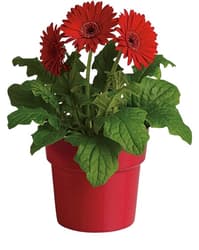 Gerbera Ø květináče 12 cm