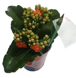 Dekorace kalanchoe s tužkou v květináči Ø 8 cm (pro paní učitelku)
