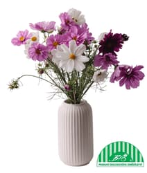 Vitenplant BIO bouquet