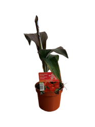 Dosna indická mix barev (Canna) Ø květináče 12 cm