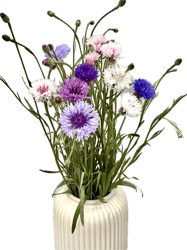 Vitenplant BIO Kytice chrpy Rainbow mix