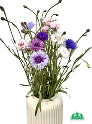 Vitenplant ORGANIC Cornflower Bouquet Rainbow Mix