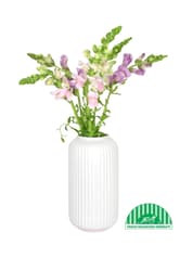 Vitenplant BIO svazek Hledíků Butterfly mix