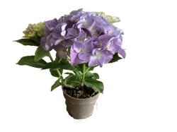 Hortenzie mix barev (Hydrangea macrophylla) Ø 11 cm