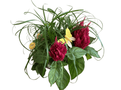 Letní osázená miska mix květin (Cyperus, Lantana, Celosie) Ø 17 cm