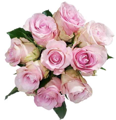 ruze ruzove vazane 9 ks delka 40 cm