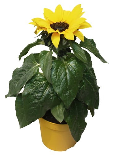 Slunecnice O Kvetinace 12 Cm Online Supermarket Rohlik Cz