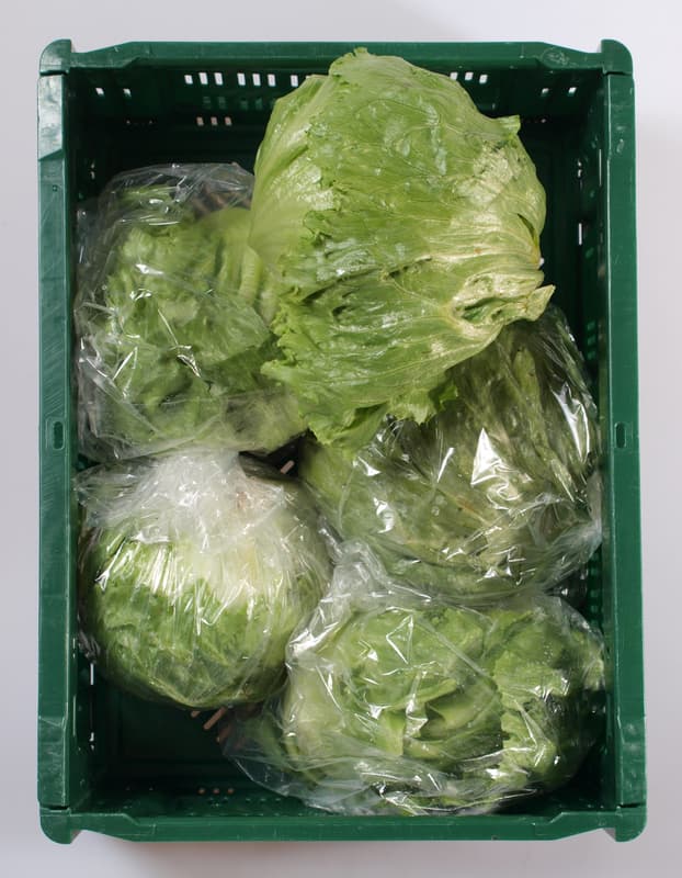 Iceberg lettuce 1 pc