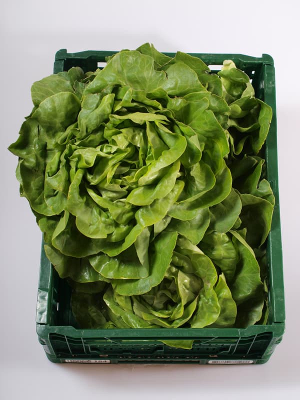 Lettuce 1pc