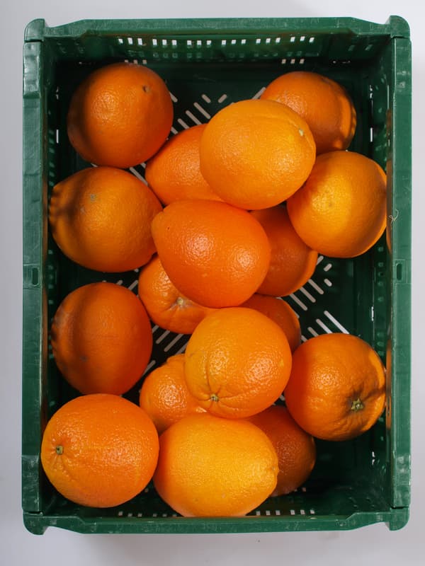Orange variety Navelina 1ks