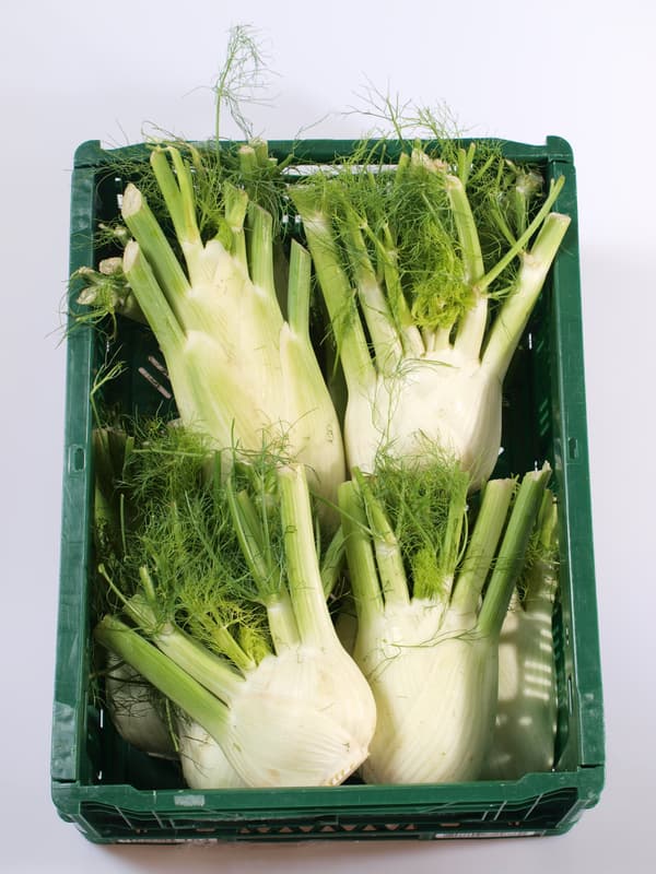 Fennel 1 pc