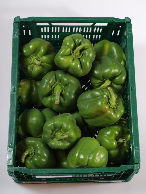 Green pepper 1pc