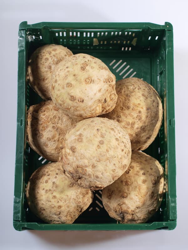 Celeriac 1pc