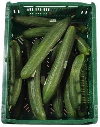 BIO Cucumber 1 pc (approx. 320 g)